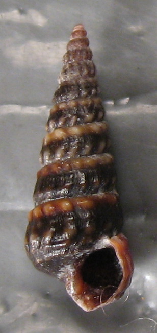 Pirenella conica